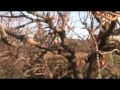 Regando los pinos y cipreses en Tarazona