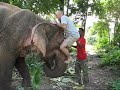 Elephants & Friends Conservation Camp Elephants & Friends Conservation Camp