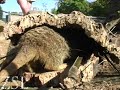 Meerkats close up