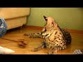 Котик - Ашера