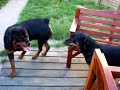 diamond&turner rottweilers playing