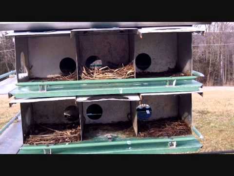 how to put up a purple martin house