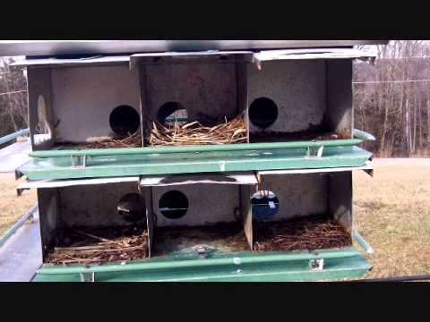 how to build a purple martin house