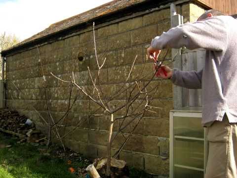 how to train apple tree branches