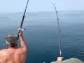 Seajay boat fishing Poole. Another big tope Seajay boat fishing Poole. Another big tope