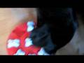 videos de Gus Puzzle 2