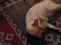 Siamese & Saluki