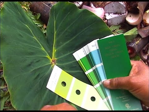 how to grow ulu