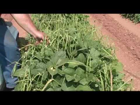 how to fertilize purple hull peas