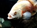 Gizmo 12-2-08.wmv
