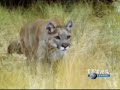 matar ou morrer   puma e lince caracau