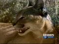 matar ou morrer   puma e lince caracau