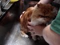 Ba�ando a tachu