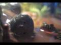 videos de Fire Belly Toads: Nature In Motion