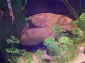 Gold Aspidoras C125 Corydoras  ?????  wild, going fast!
