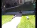 videos de eating shit