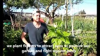 Mallorcuina's Organic Veggie Garden