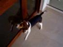 Cooky d�couvre son reflet...