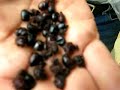 Nucu for you too: eating ants