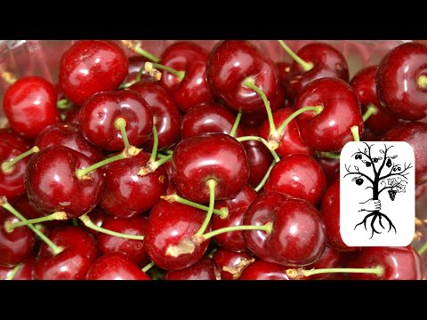 Super schlanken Kirschbaum schneiden:Kirschen Säule ...