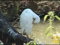 Cattle Egret 3-1-08