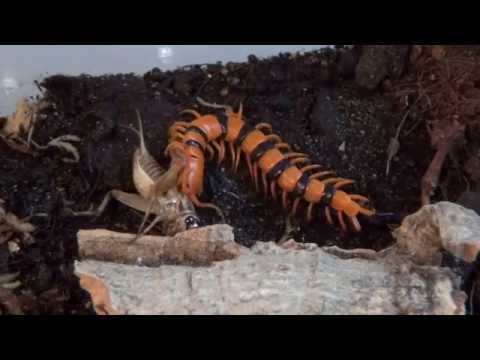 YouTube reptile video