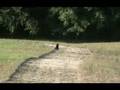 videos de Kinsey tries Lure Coursing