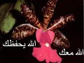 Islamic Dua's With Anasheed Islamic Dua's With Anasheed