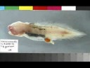 Bizarre Fishes Discovered after the Tsunami of 2004