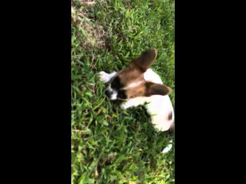 AKC Papillon Female Puppy