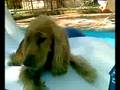 videos de duna in piscina