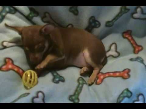 Isabellas Miss Salted Carmel Chocolate and Tan Female Puppy