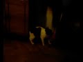 funny CAT TO DOG training