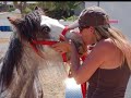 Gypsy Horses from 40+ U.S. Breeders - Season\ Gypsy Horses from 40+ U.S. Breeders - Season\