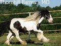 videos de Season's Greetings from American Gypsy Horses