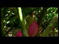 IBM, MARS, USDA-ARS to Jointly Study the Cocoa Genome