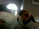 Beagle Odie Sings Along With Siren! Beagle Odie Sings Along With Siren!