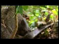 BBC: Chimp Family Fortunes: Chimp v Baboon Fight