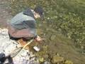 Fly Fishing Alberta Cutthroats