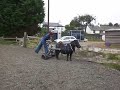finishing off and unhitching the chariot
