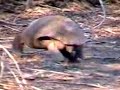 Desert Tortoise in the Wild