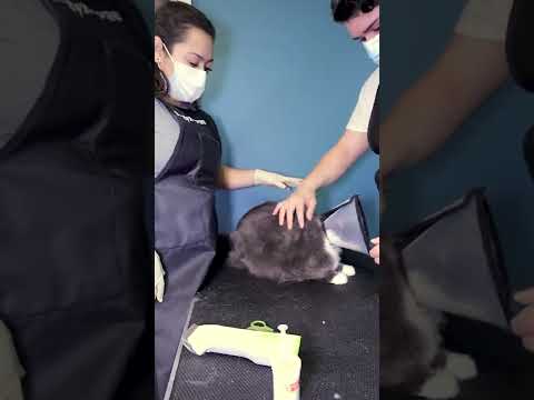 How to  Clip Nails an aggressive Cat😺? 👉8 TIPS  read it in the description.