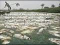Environmental Degradation in China