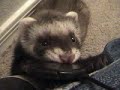 Ferrets