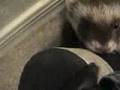 Ferrets