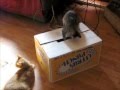videos de Freak in a BOX!