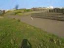 シーズー　shih tzu