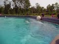 Beluga Whales playing