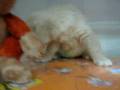 videos de Golden Retriever Macho STA REF:197
