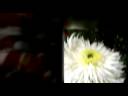 blossoming